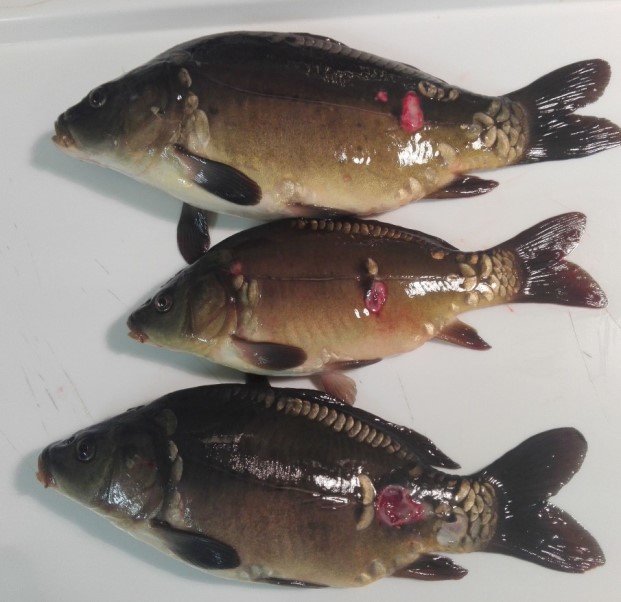 Аэромоноз у карпа