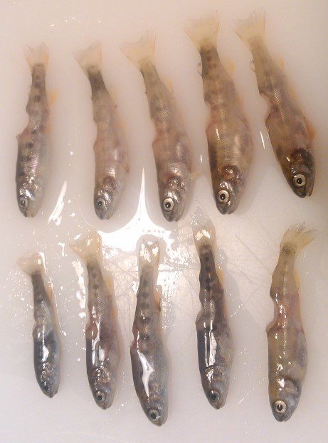 Флавобактериоз у мальков форели