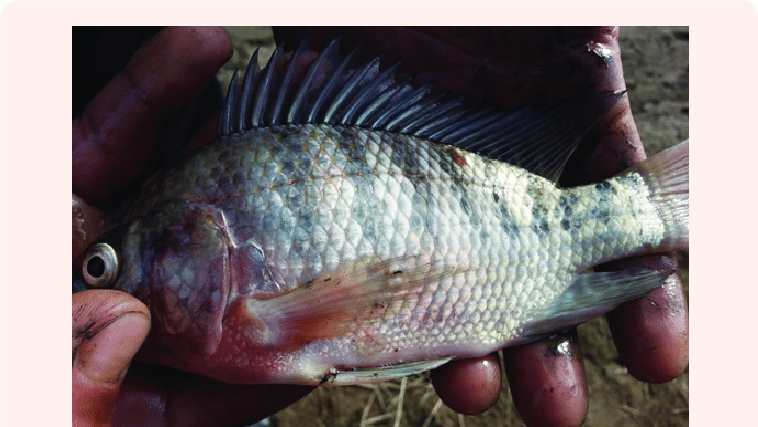 Аэромоноз у тиляпии