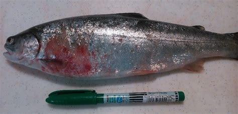 Псевдомоноз у форели